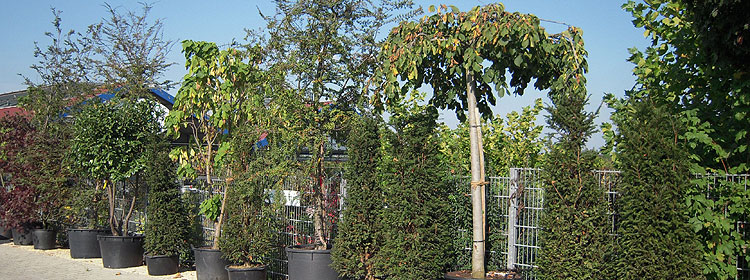 Schweizer Baum und Garten - Sortiment - Bäume